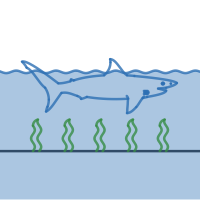 Image of Shark Graph